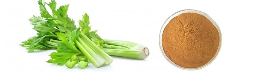 Celery Seed Extract Apigenin 98%